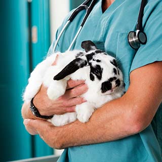 Clinique Vétérinaire PK3 : plans de prévention à Cholet dans le Maine-et-Loire (49)